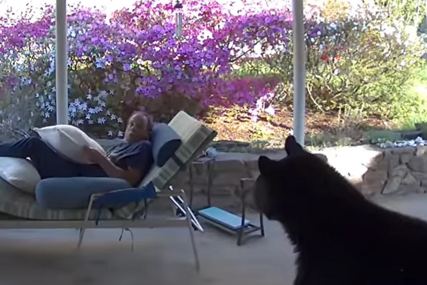 Oči u oči sa medvjedom: Čovjek (53) je tokom popodnevnog odmora imao nepozvanog gosta na svojoj terasi (VIDEO)