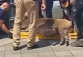 Epilog avanture 2 divlje svinje u Beton hali: Plivale, pa "svratile" u klub, na kraju ih iznijeli na nosilima (VIDEO)
