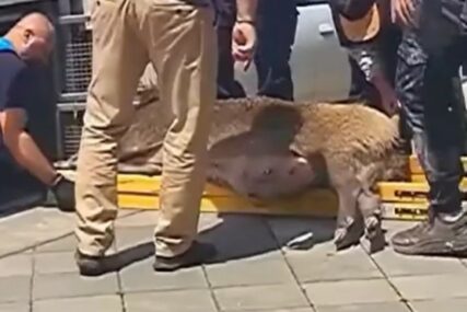 Epilog avanture 2 divlje svinje u Beton hali: Plivale, pa "svratile" u klub, na kraju ih iznijeli na nosilima (VIDEO)