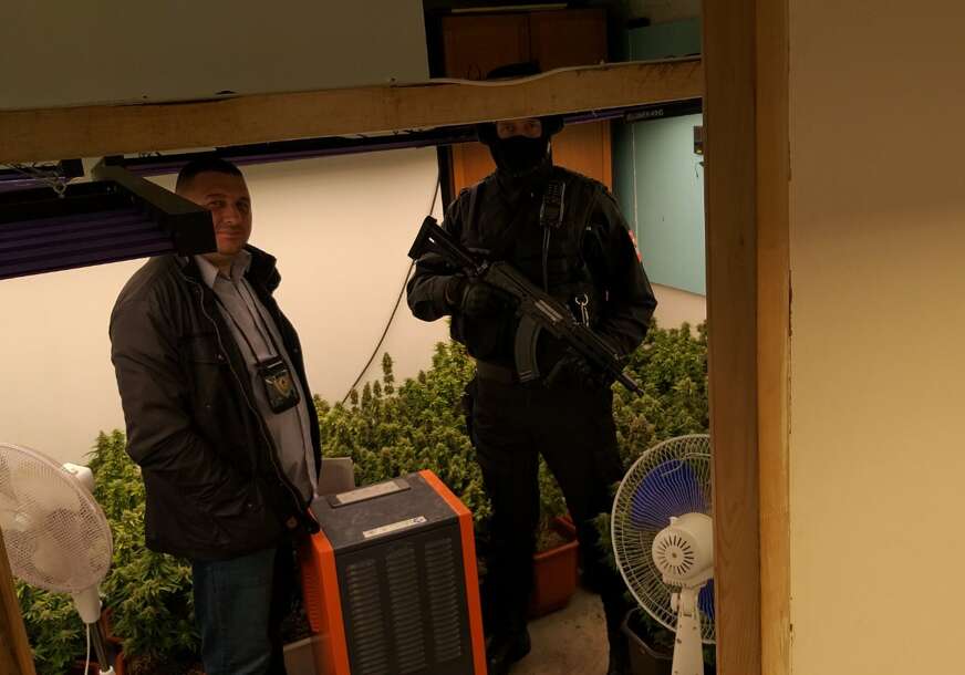 Uhapšeni zbog skanka predati tužiocu: Dvojac kod Gradiške uzgajao marihuanu, policija pronašla 62 kilograma droge (FOTO)