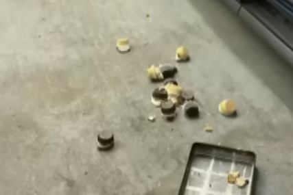 Medvjed upao u pekaru i poslužio se sa 60 kolača: Radnici preplašeni pobjegli, a "lopov" odvukao hranu na parking (VIDEO, FOTO)