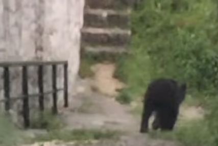 "Ljudi ugrozili stanište životinje" Medvjed više nije na gradskim ulicama Sarajeva, lovci ga "vraćaju" u šumu