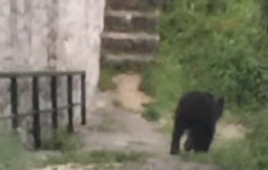 Medvjed luta Sarajevom