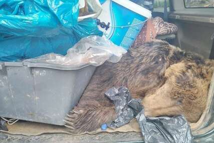 Hvrtaska policija pronašla mrtvog mrkog medvjeda