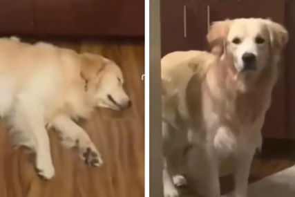 Reaguje samo na jedan zvuk: Ovog simpatičnog psa je iz duboko sna vlasnik jedva uspio probuditi (VIDEO)