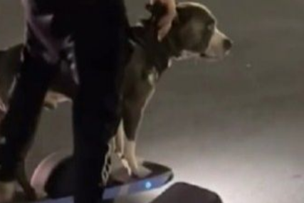 Ovaj pas je postao pravi hit: Potpuno samostalno vozi skejtbord (VIDEO)
