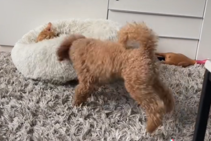 Njihov "sukob" će vas sigurno nasmijati: Ovako je pas pokušao istjerati mačku iz svog kreveta (VIDEO)