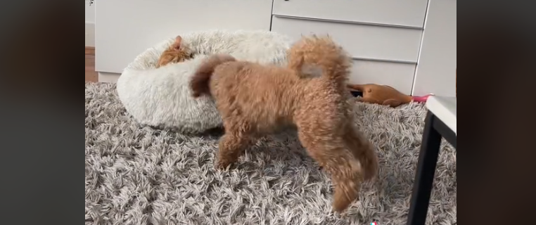Pas istjeruje mačku iz svog kreveta