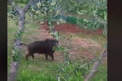 Nesvakidašnja situacija u Čapljini: Muškarca u dvorištu iznenadio vepar, pa pobjegao na drvo masline (VIDEO)