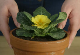Grijanje negativno utiče na sobne biljke: Nekoliko savjeta kako da ih zaštitite i da ostanu zdrave tokom zime