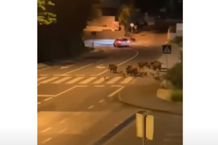 "Preorale su nam nasade već 5 puta" Krdo divljih svinja na ulicama kod Opatije (VIDEO)
