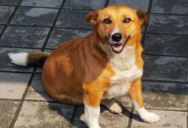 Kasandra je hitra i plemenita: Upoznajte najomiljenijeg banjalučkog psa (FOTO)