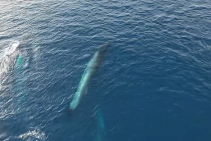 "Prizor je bio nevjerovatan" Kolumbijac srpskog porijekla snimio jato kitova koje plovi Jadranom kod Visa (VIDEO)