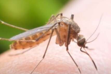 Ozbiljna opasnost prijeti Evropi: Stižu komarci koji prenose teške bolesti