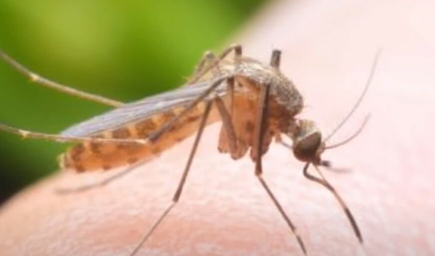 komarci bolest