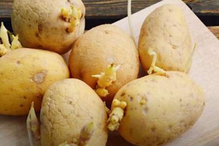 Ovakav krompir je pun toksina: Bolje odmah da ga bacite, može da bude otrovan