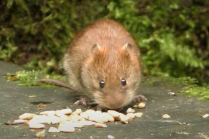 Šta znači sanjati miševe: Ove životinjice mogu da najave nevolje na javi