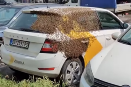 Pčele blokirale automobil: Vozač mora polako da uđe da "izbaci maticu" (FOTO)