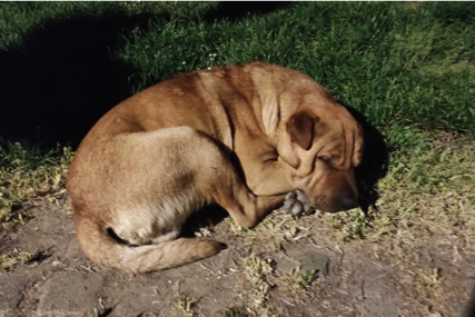Prizor koji slama srce: Ovo je najtužniji pas u parku koji već dugo čeka na usvajanje