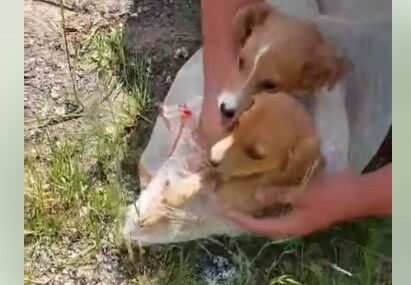 Kakvi smo to ljudi: Ostavio dva psića u najlonskoj vreći pored ceste, spasili ih prolaznici (VIDEO)