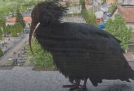 AKO PTICA UDARI U PROZOR, NAŠI STARI SU ODMAH STREPJELI Evo šta je, prema narodnom vjerovanju, to značilo