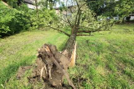 Nema povrijeđenih: Srušilo se stablo u banjalučkom naselju Obilićevo (FOTO, VIDEO)