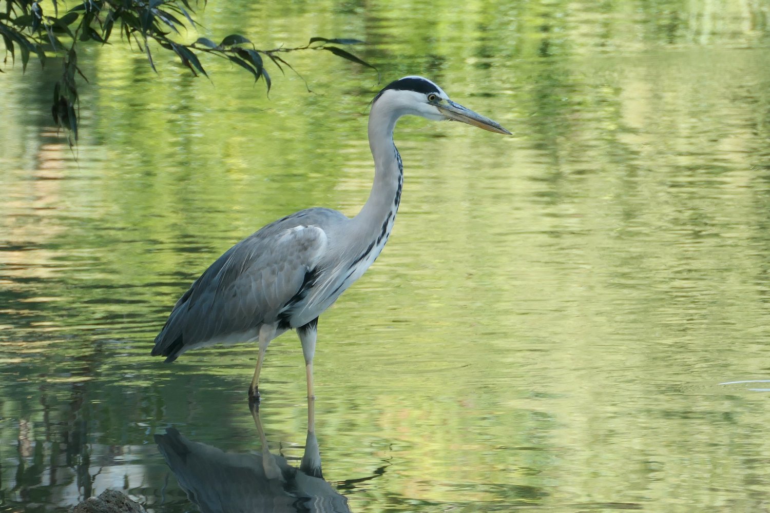 FOTO: Milan Volaš/ Ringier