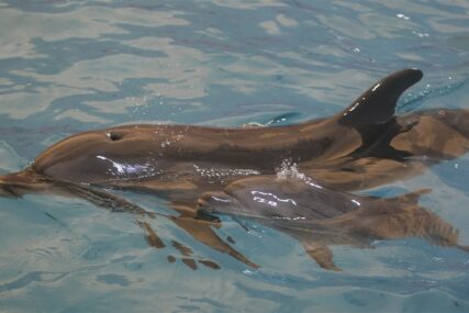 Scena raznježila mnoge: Mladi delfini kod Lošinja  (FOTO)