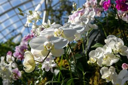 Njegujte vaše cvijeće: Moćan rastvor koji je prava infuzija za orhideje