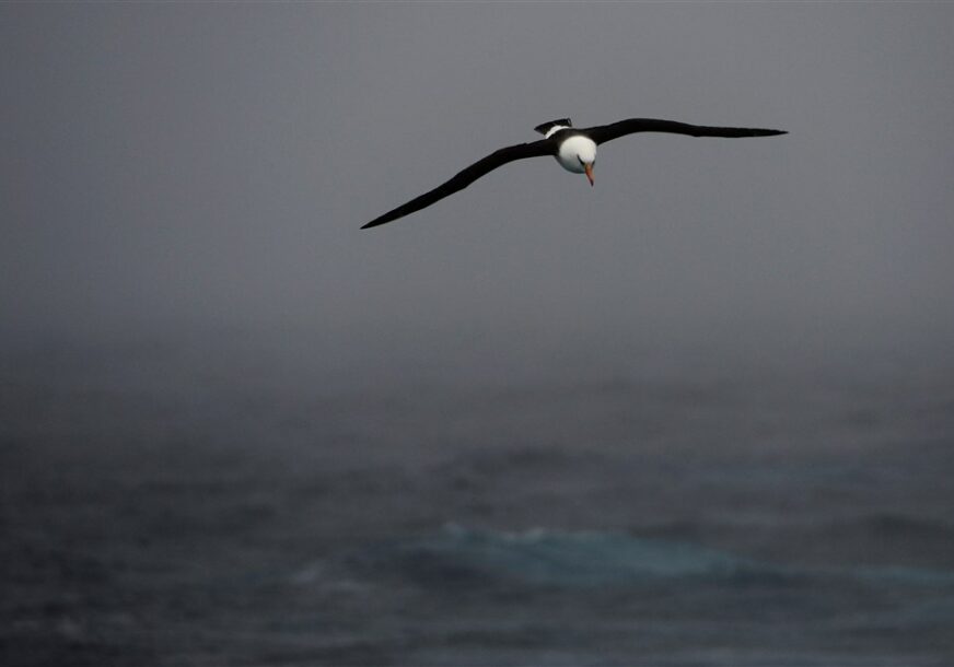 Albatros