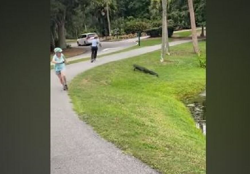 Aligator trči za čovjekom