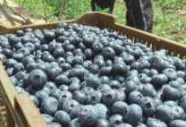 Pravi saveznik za zdravlje: Jedna šaka ovog voća dnevno BRIŠE BORE, pokreće crijeva i puni baterije