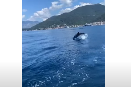 Nikoga ne ostavlja ravnodušnim: U moru kod Tivta primjećen delfin (VIDEO)