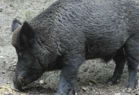 NACIONALNA KRIZA Divlje svinje napravile ogromne probleme, sad upadaju i u urbane dijelove zemlje