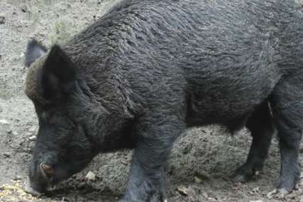 Divlja svinja u Zagrebu