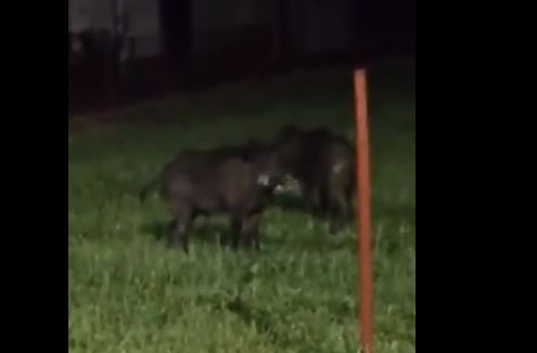 Divlje svinje prošetale kraj ceste Aleksandrovcu