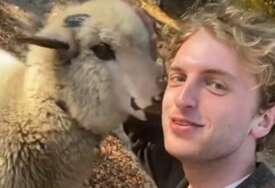 Gorštak Rus čuva ovce na srpskoj planini: Svako jutro ustaje u 6 da nahrani piliće, a posao pastira obožava (VIDEO, FOTO)