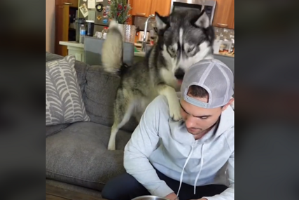 Haski ne da svoje: Pogledajte reakciju ovog psa dok se muškarac pretvara da jede njegovu hranu (VIDEO)