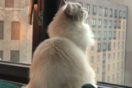 Mačka gleda kroz prozor