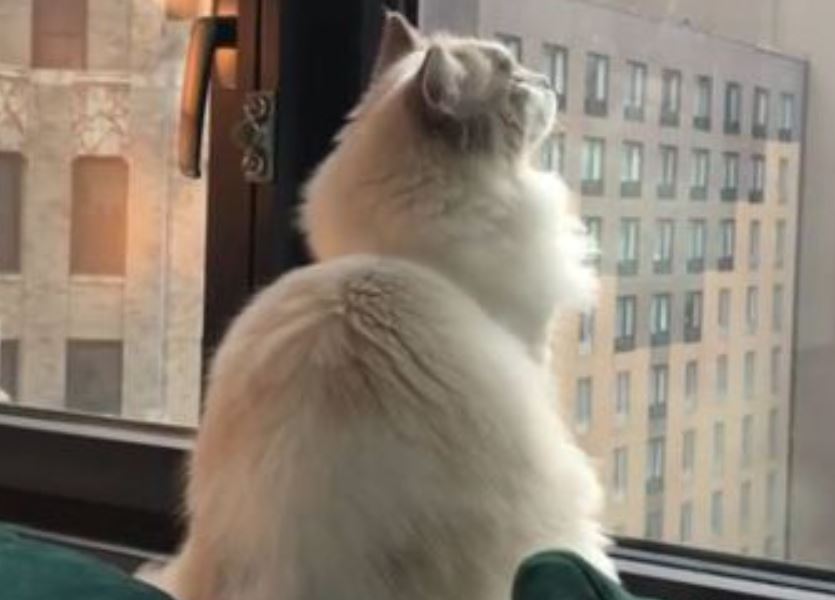 Mačka gleda kroz prozor