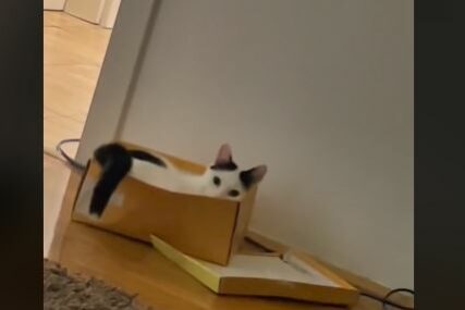 "Ništa me nemoj gledati, kretenu onaj" Svađe mačke Sabije i njenog vlasnika hit su na internetu (VIDEO)