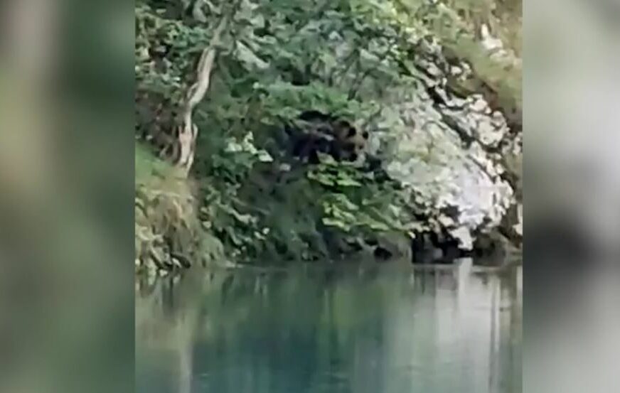 Viđen Medvijed u blizini rijeke