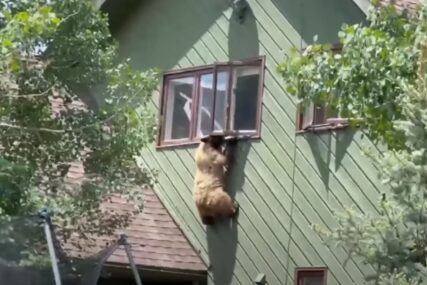 Ovog "provalnika" nisu očekivali: Medvjed se popeo na kuću, ušao kroz prozor i pojeo krmenadle (VIDEO)