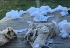 Bezbrižan nakon "zločina": Pas je uništio svoj krevet, a njegova grimasa je potpuni hit (VIDEO)