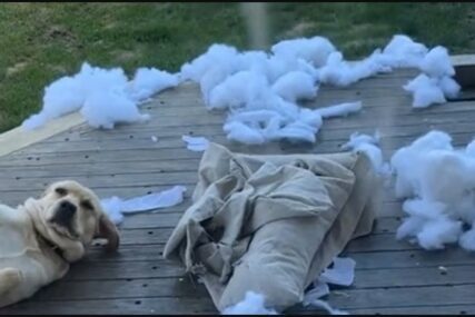 Bezbrižan nakon "zločina": Pas je uništio svoj krevet, a njegova grimasa je potpuni hit (VIDEO)