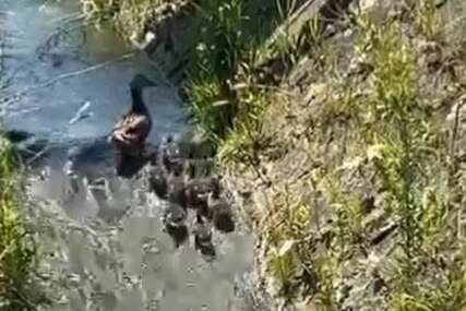 Pa oni plivaju uzvodno: Prizor divlje patke i pačića oduševio sve (VIDEO)