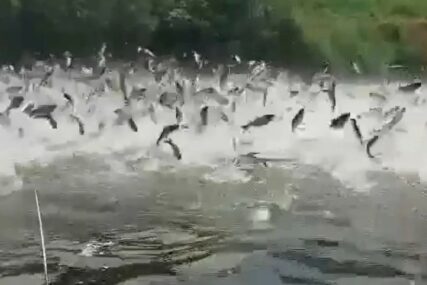 "Zašto se ponašaju ovako haotično" Snimak riba u Tisi kod Bečeja šokirao ljude (VIDEO)