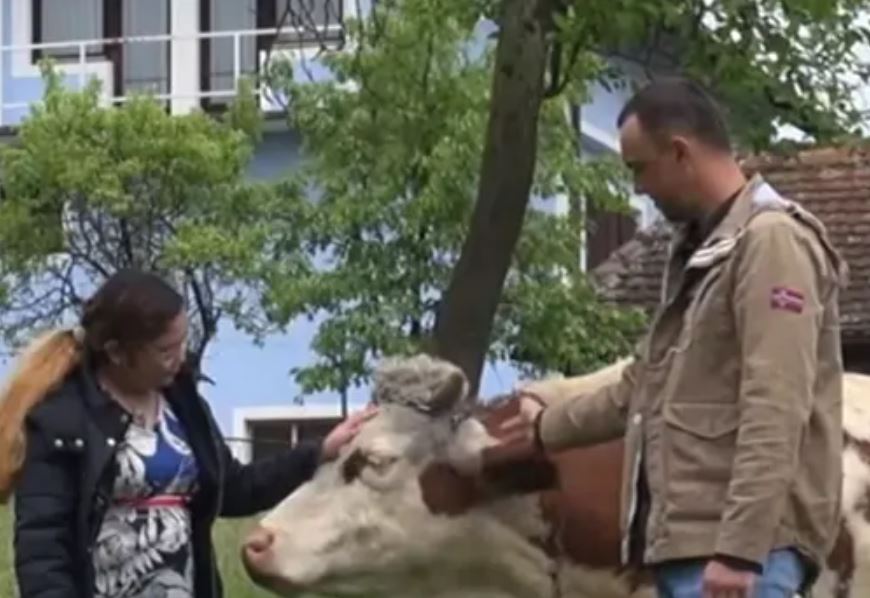 Slaven i Ajvi Sibinčić pored krave