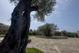 Stablo masline u Mirovici u Baru staro je 2.248 godina