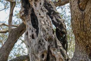 Stablo masline u Mirovici u Baru staro je 2.248 godina